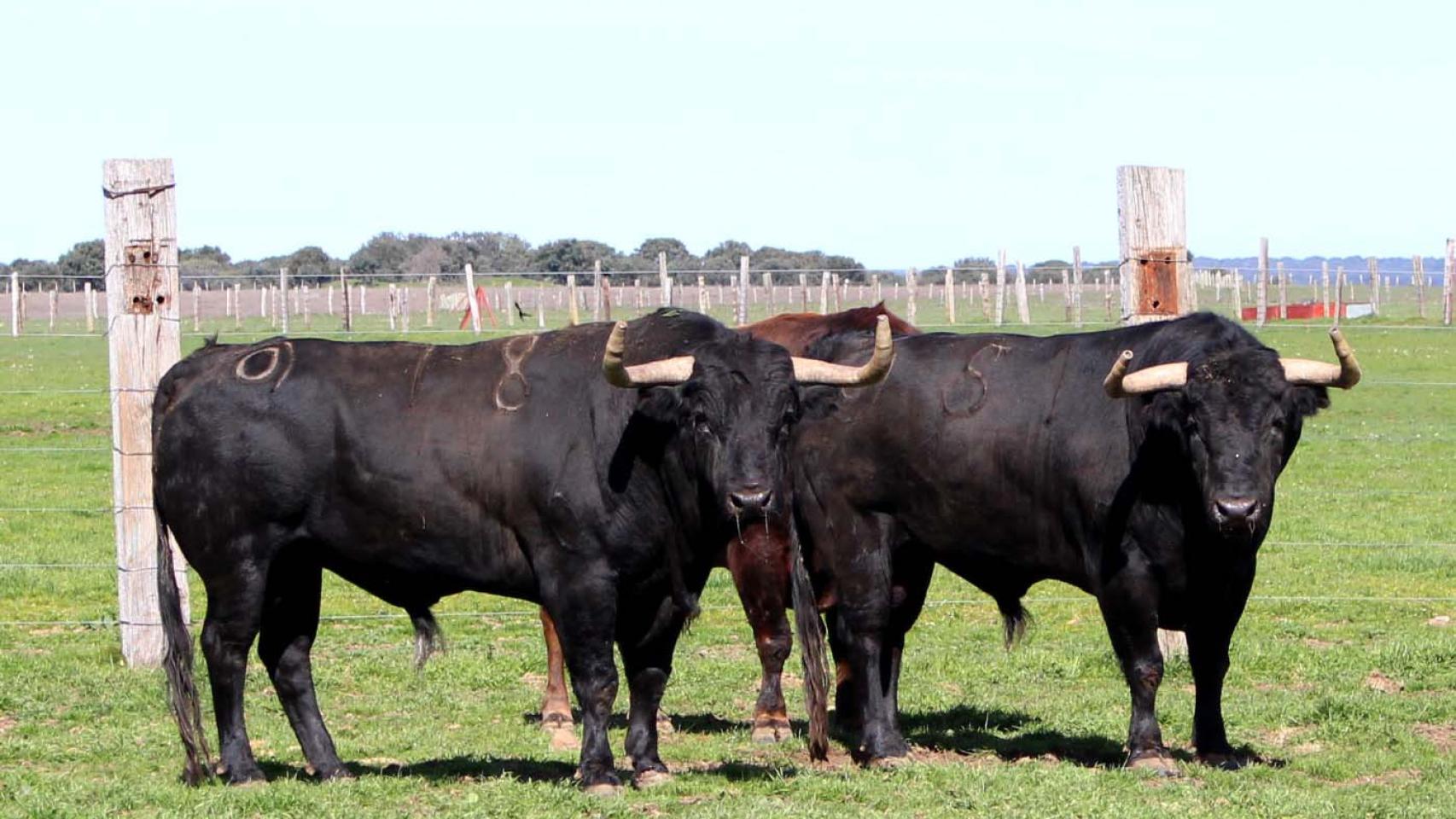 Imagen de archivo de unos toros
