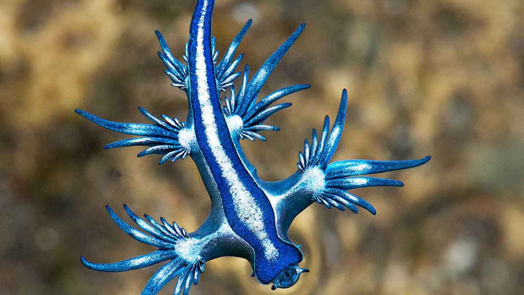 Dragón azul fotografiado por un especialista