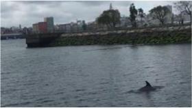 Captura del vídeo de una usuaria de Twitter que avistó el delfín en el Parrote.
