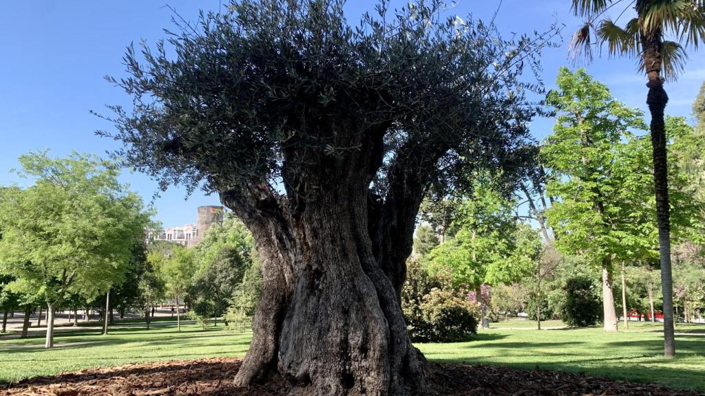 Imagen del olivo centenario de El Retiro.