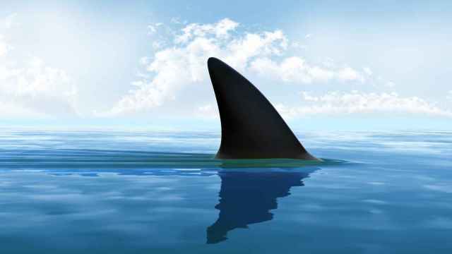 Imagen de un tiburón en el mar.