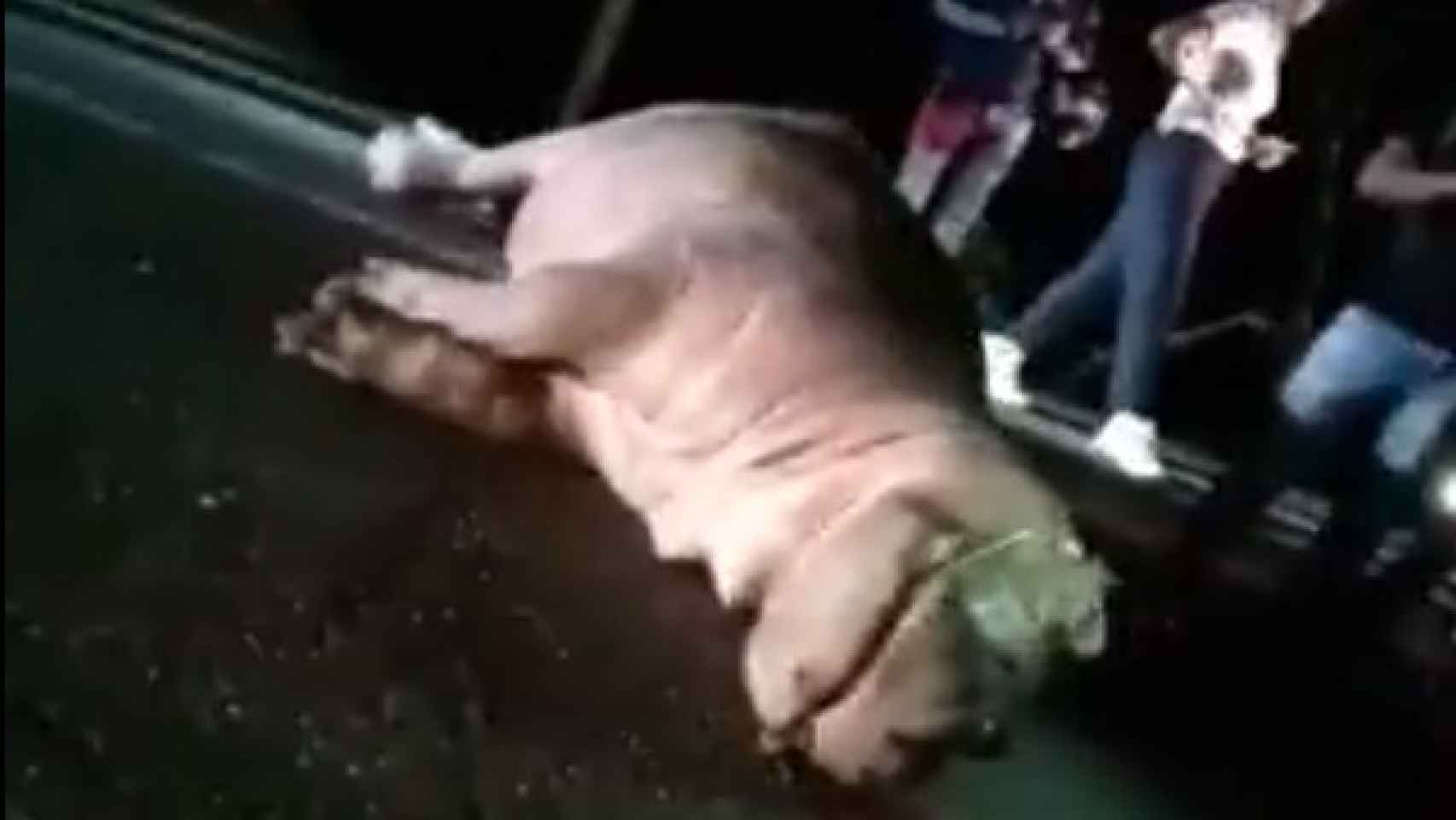 Captura del vídeo en el que se muestra el cuerpo del hipopótamo en la carretera.