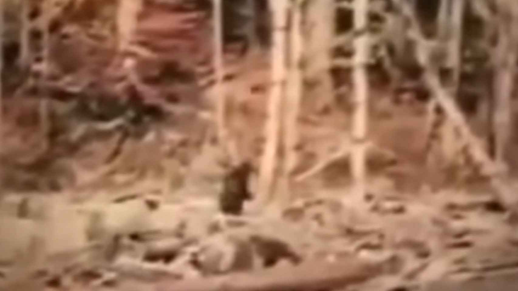El metraje original de Bigfoot apenas mostraba nada de la supuesta criatura