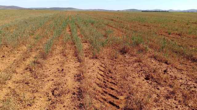 Campo de cereales en Extremadura afectado por la sequía.