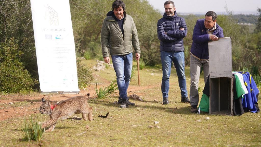 El presidente de la Junta de Andalucía, Juanma Moreno, suelta un lince en presencia del consejero de Sostenibilidad, Ramón Fernández-Pacheco.