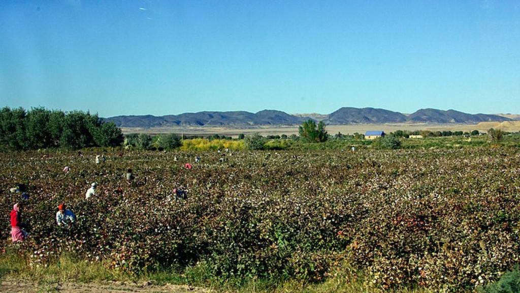 Cosecha de algodón en Karakalpakstán.