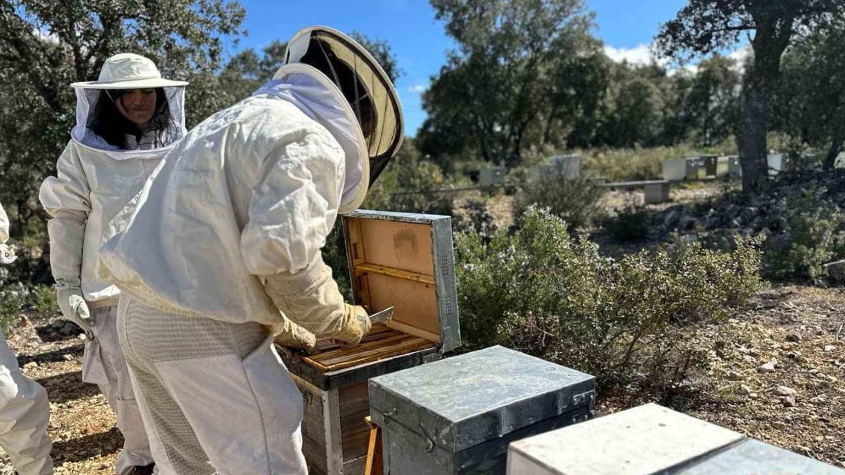 Los apicultores que trabajan en el colmenar de Guadalajara.
