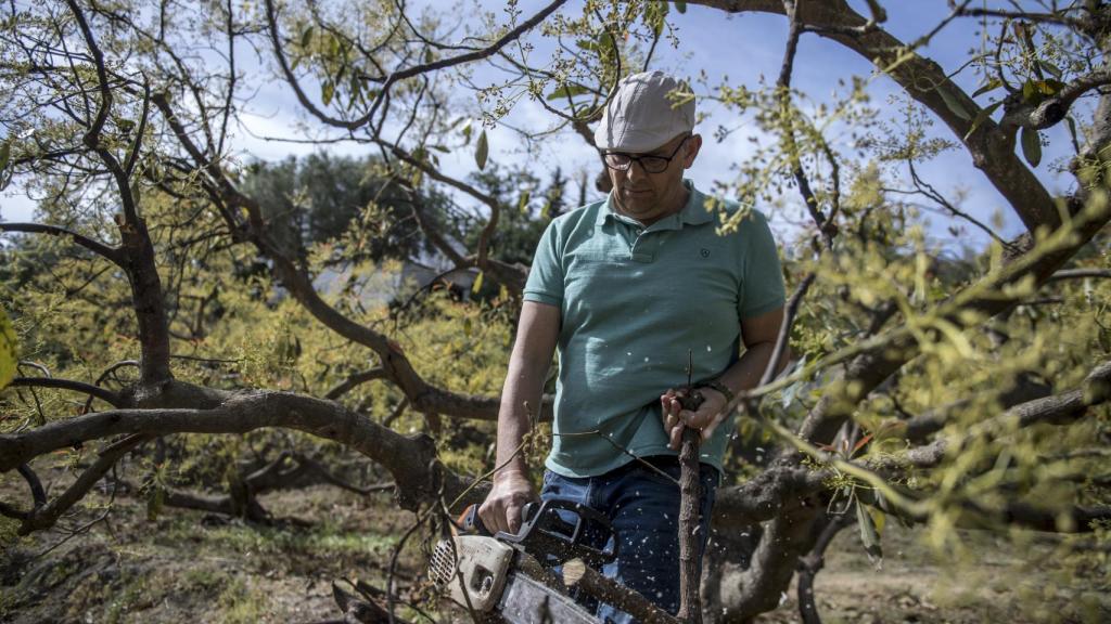 Ángel Rodríguez poda un árbol de su finca en Almuñécar (Granada), en medio de la fuerte sequía que azota la zona.