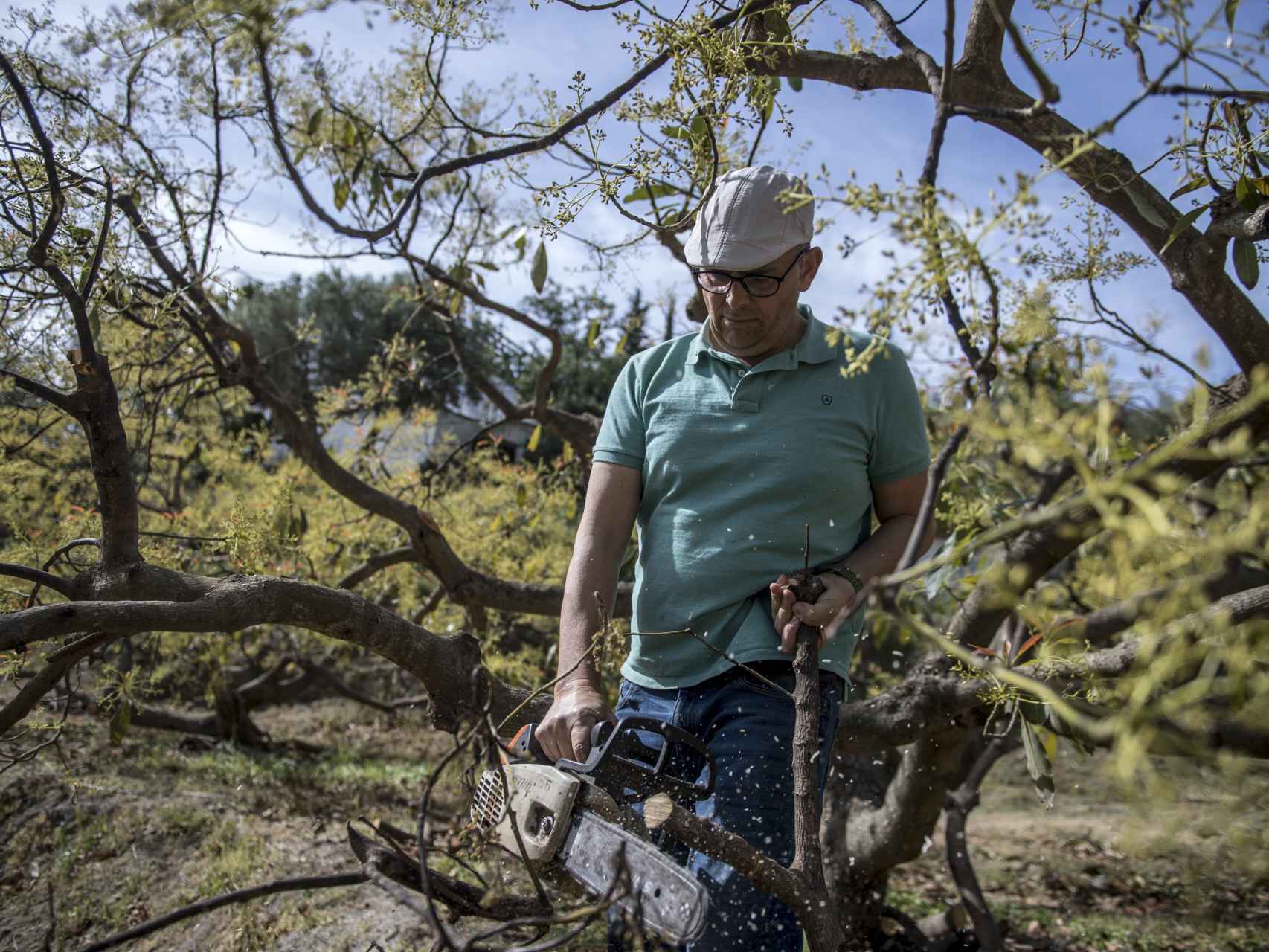 Ángel Rodríguez poda un árbol de su finca en Almuñécar (Granada), en medio de la fuerte sequía que azota la zona.