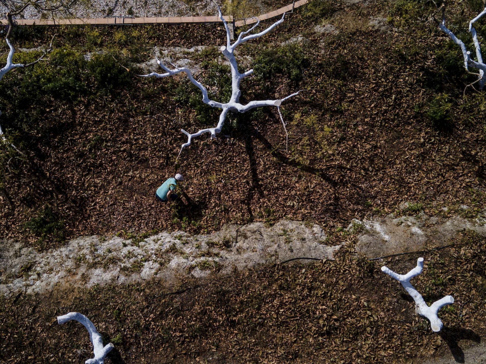 Vista aérea de los aguacateros podados de Ángel Rodríguez por falta de riego.