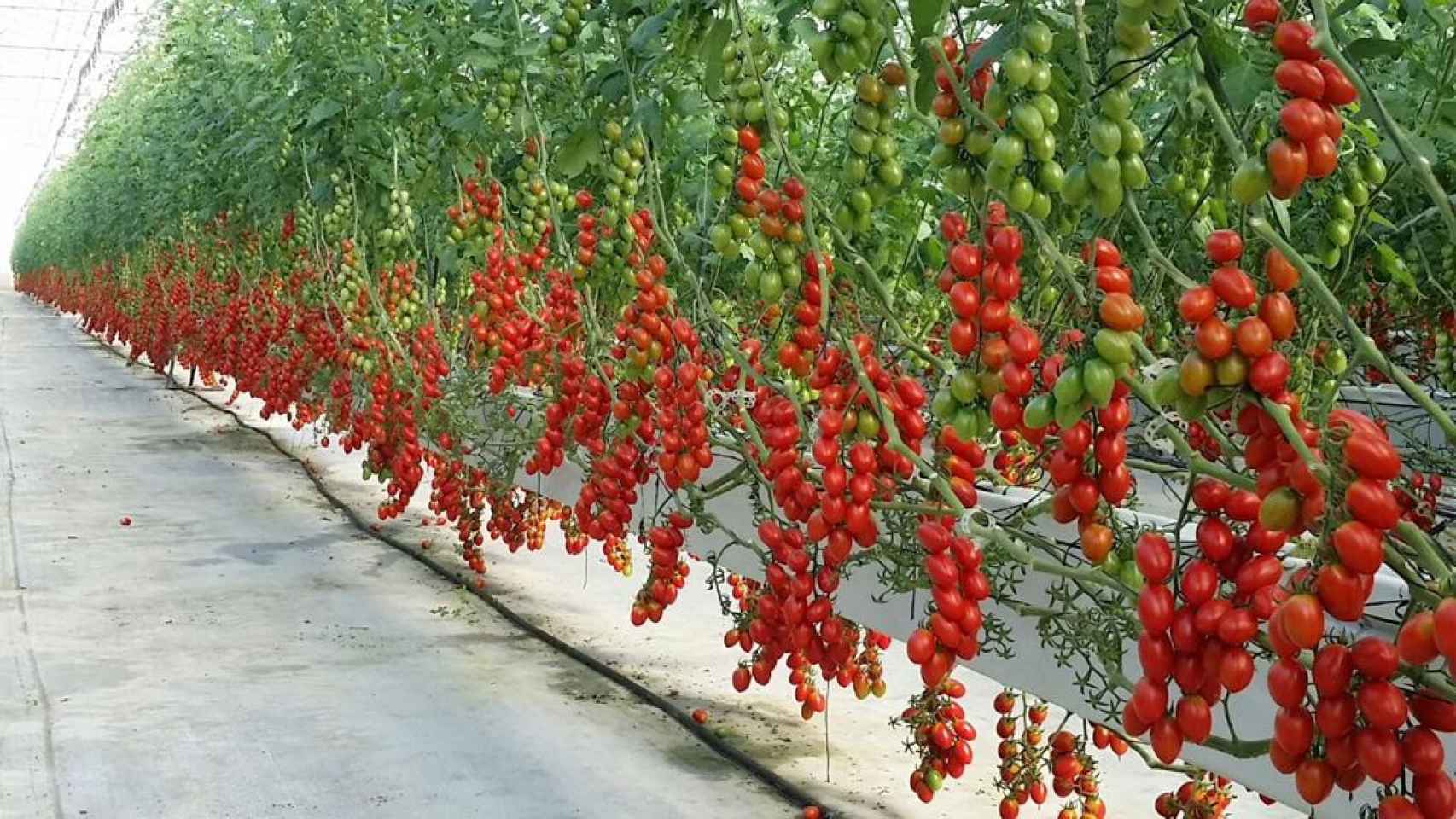 Un cultivo de tomates con agua recirculante, un sistema de RITEC.