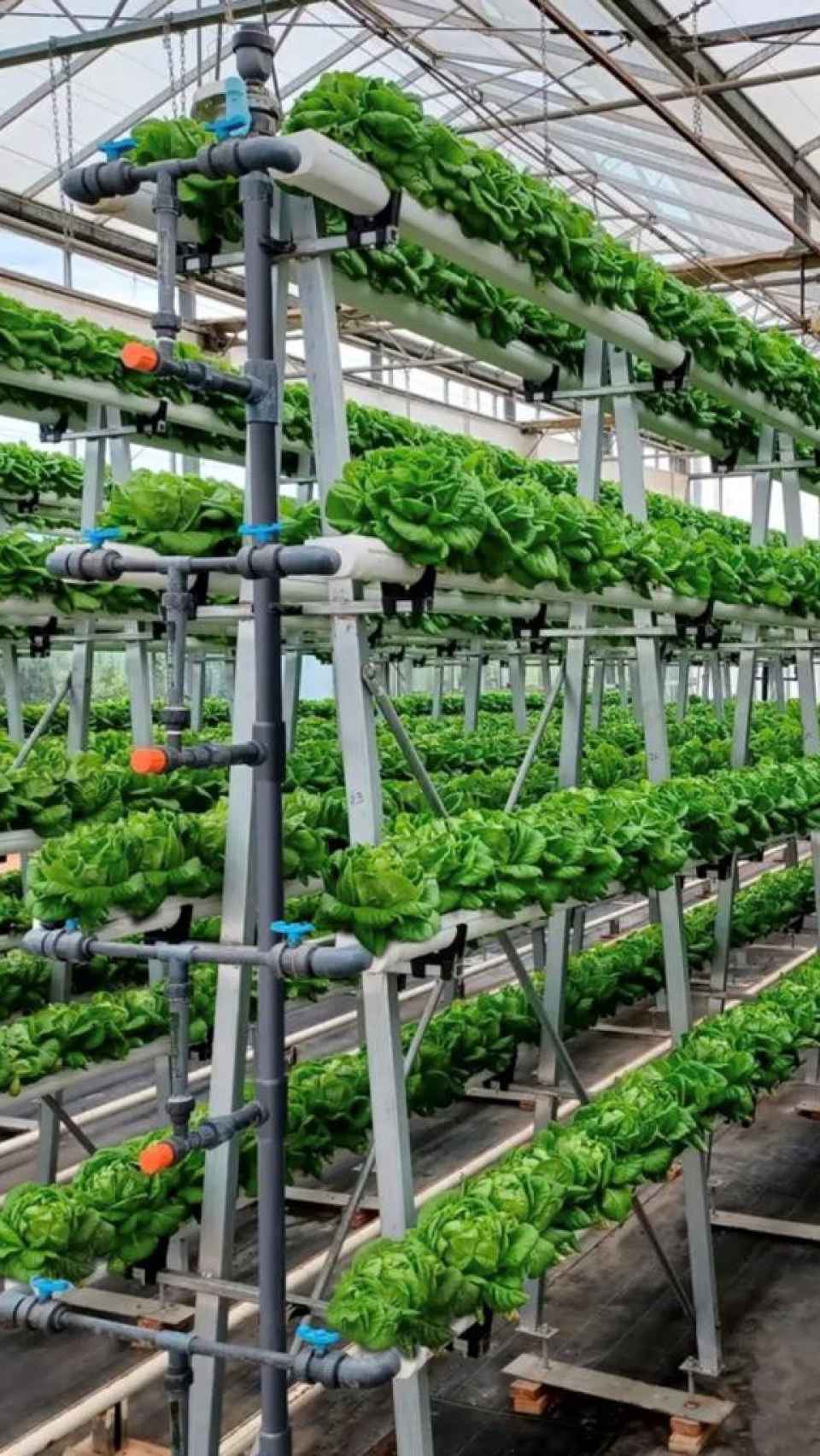 Un ejemplo de agricultura vertical: tecnología para ganar espacio en altura y aumentar producción por unidad de superficie.