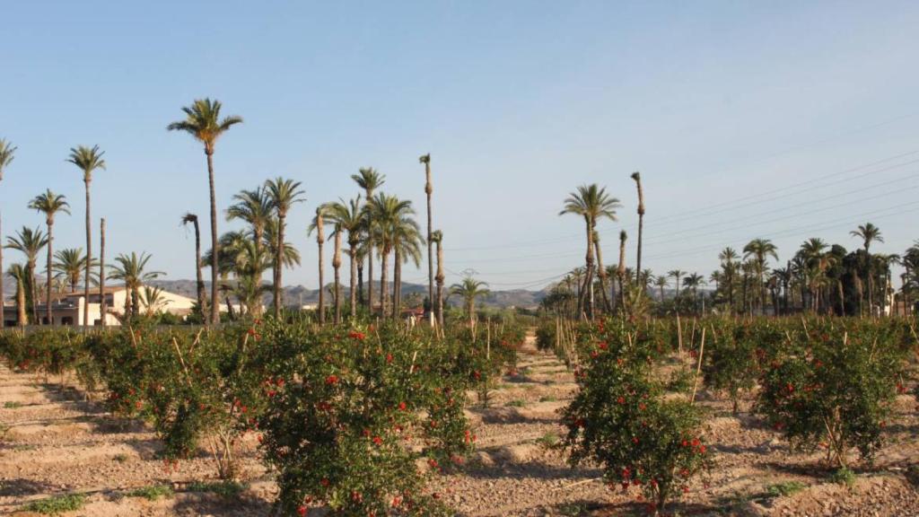 Un cultivo en la pedanía ilicitana de Algorós.