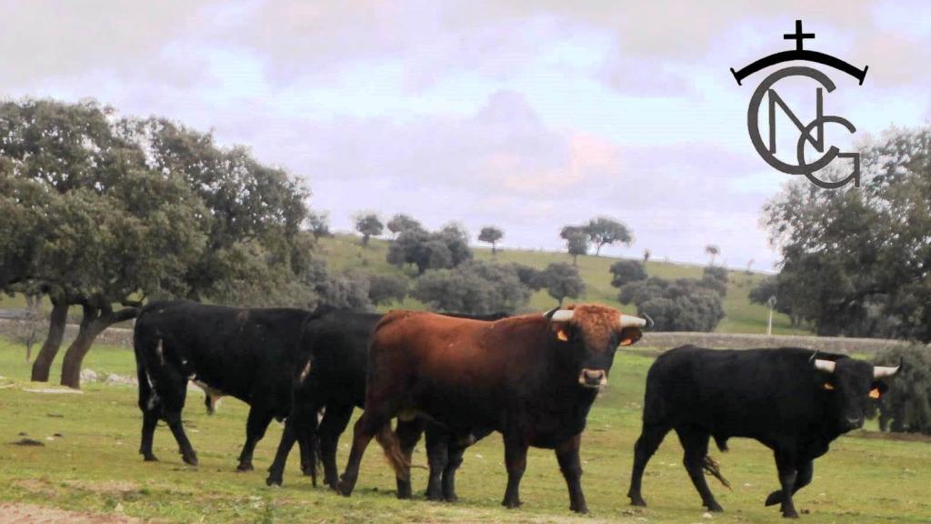 Manada de novillos en el campo