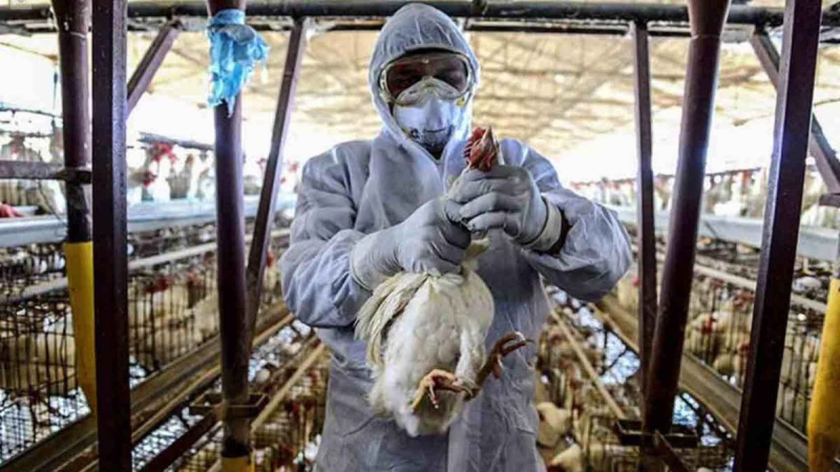Por qué la gripe aviar preocupa tanto: el virus H5N1 ya ha matado antes a cientos de personas