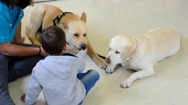 Un niño hospitalizado en una sesión de terapia asistida con perros