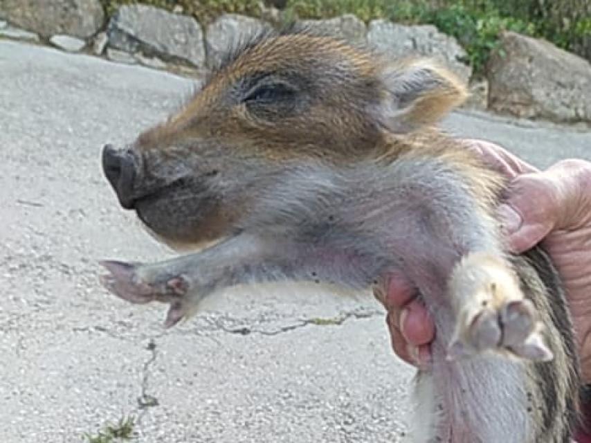 Jabato encontrado en Montesión (Toledo).