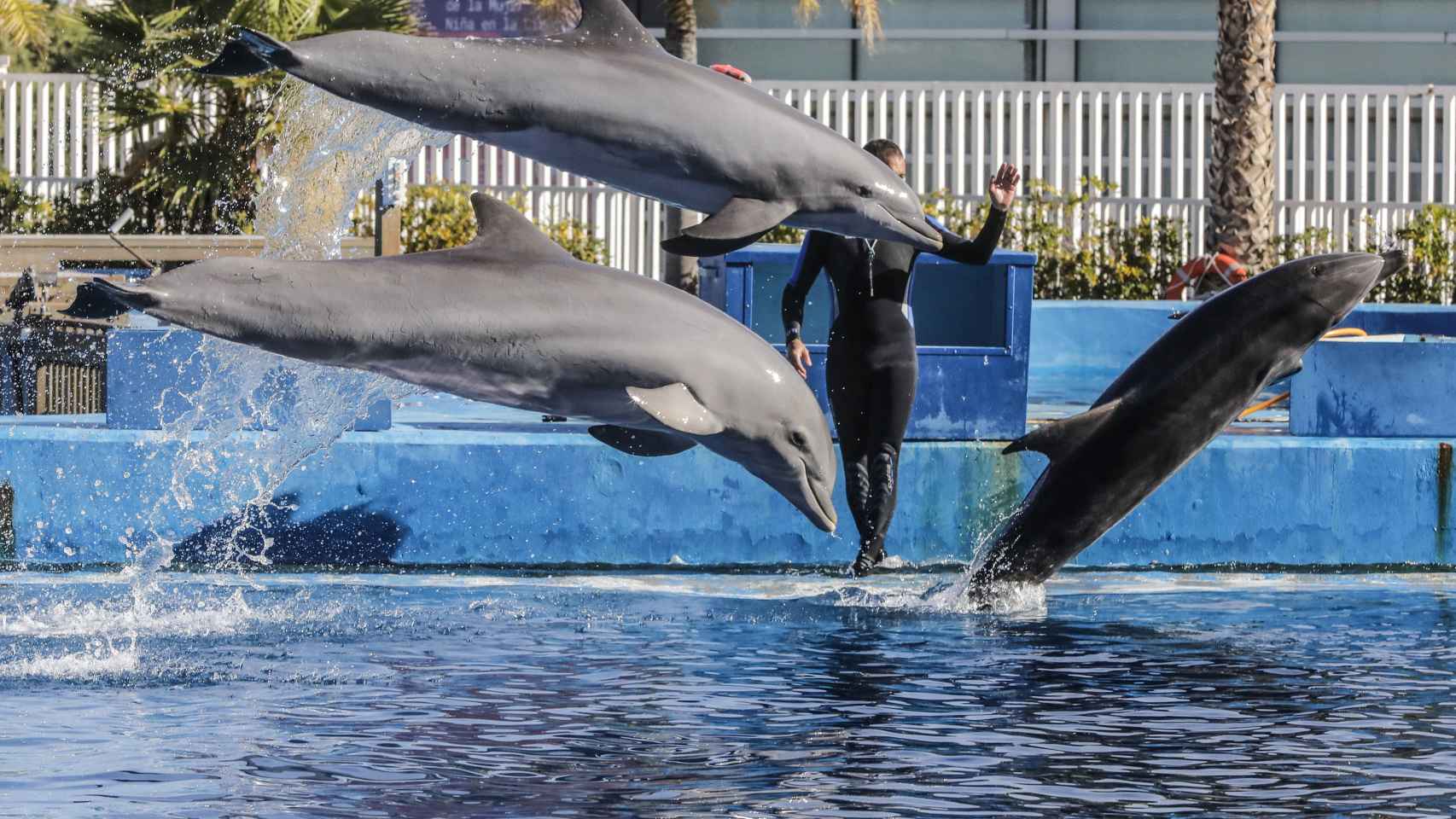 Delfines en un delfinario de la Comunidad Valenciana, a 5 de noviembre de 2021.