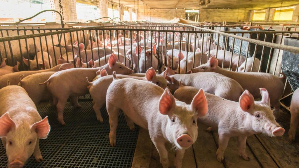Imagen de archivo de una granja de cerdos.