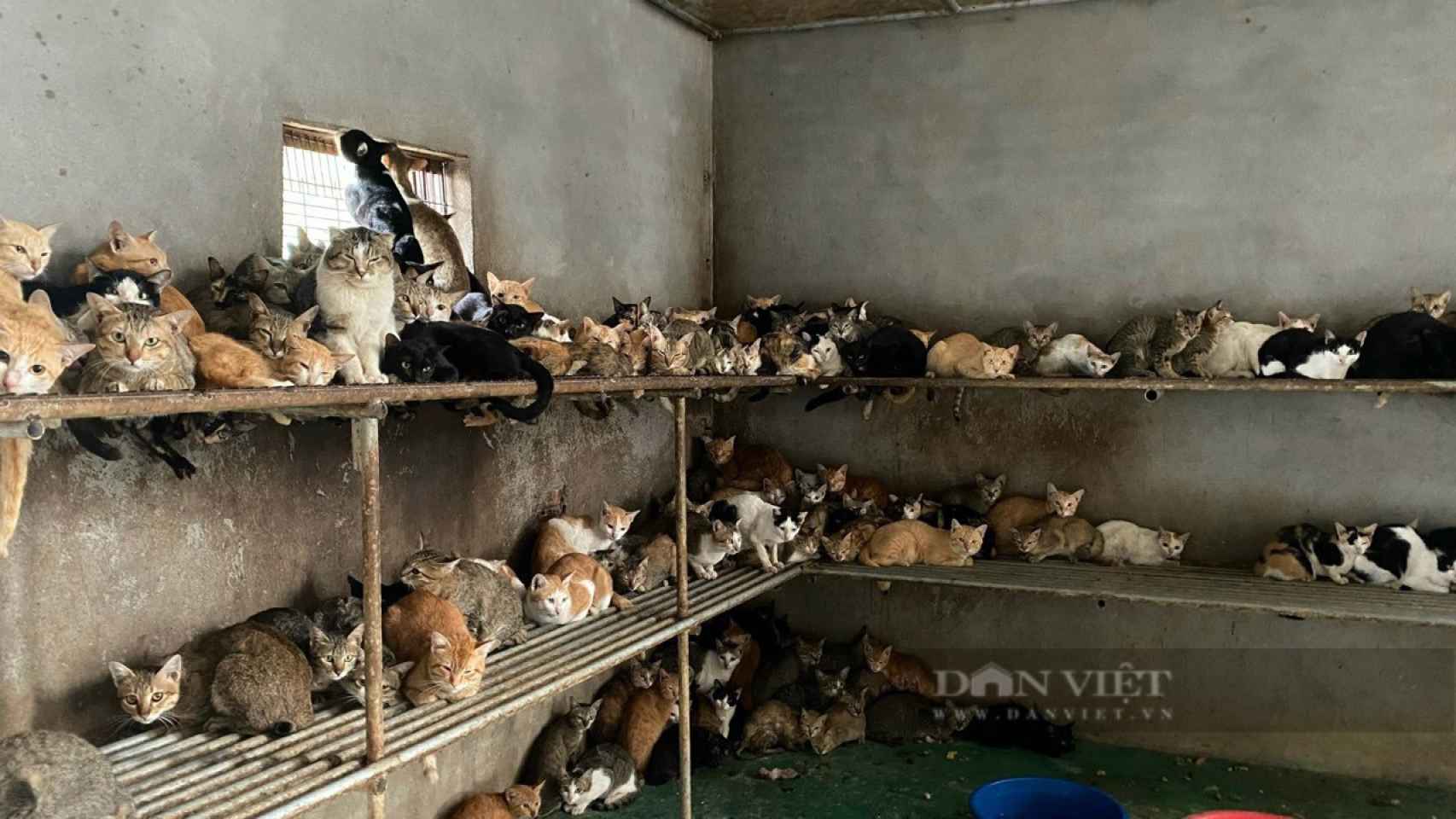 Medio millar de gatos eran hacinados, antes de ser sacrificados en una granja vietnamita.