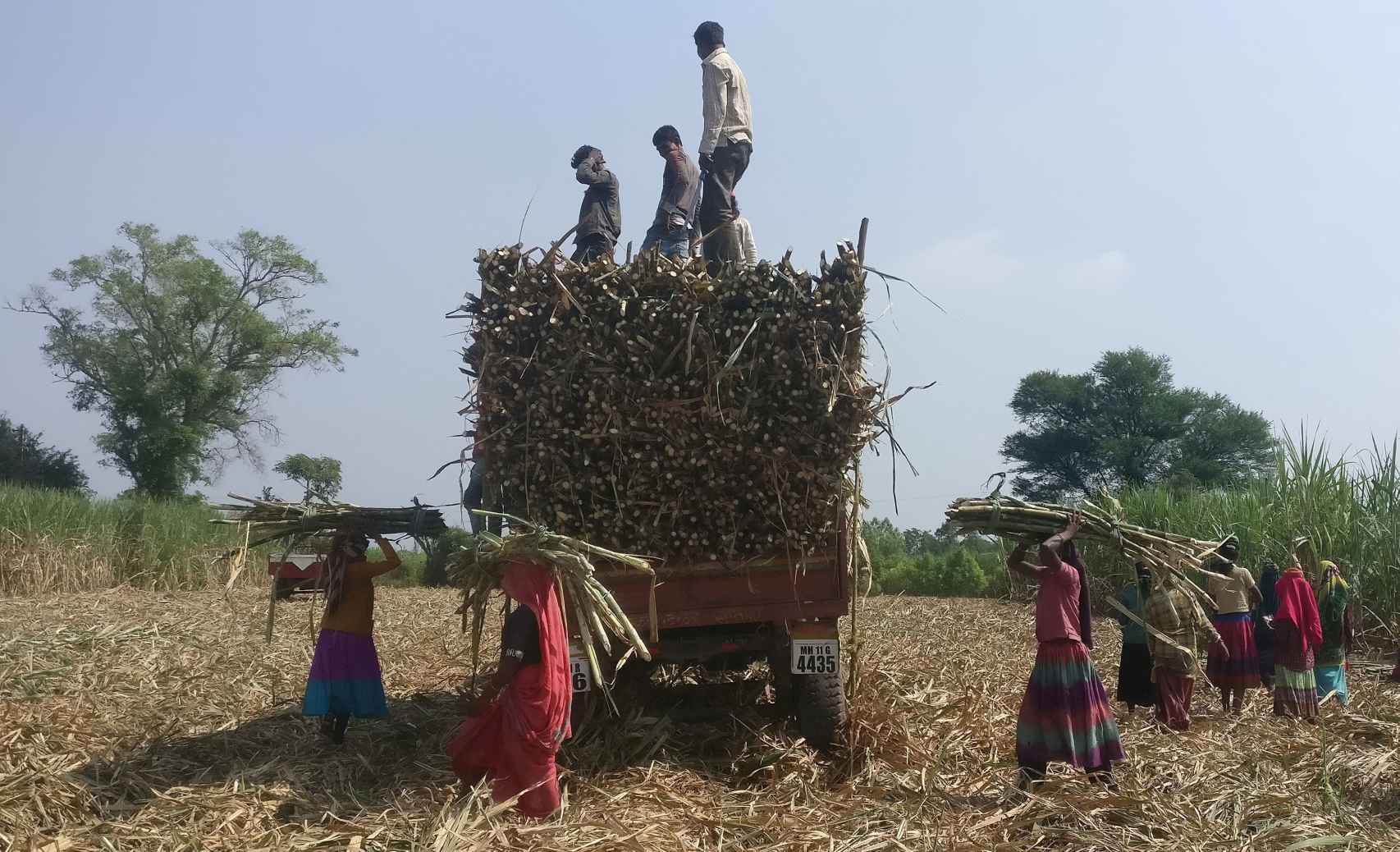 Trabajadores recolectan caña de azúcar en India.