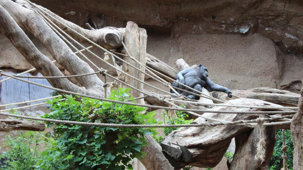 Uno de los simios de Loro Parque.