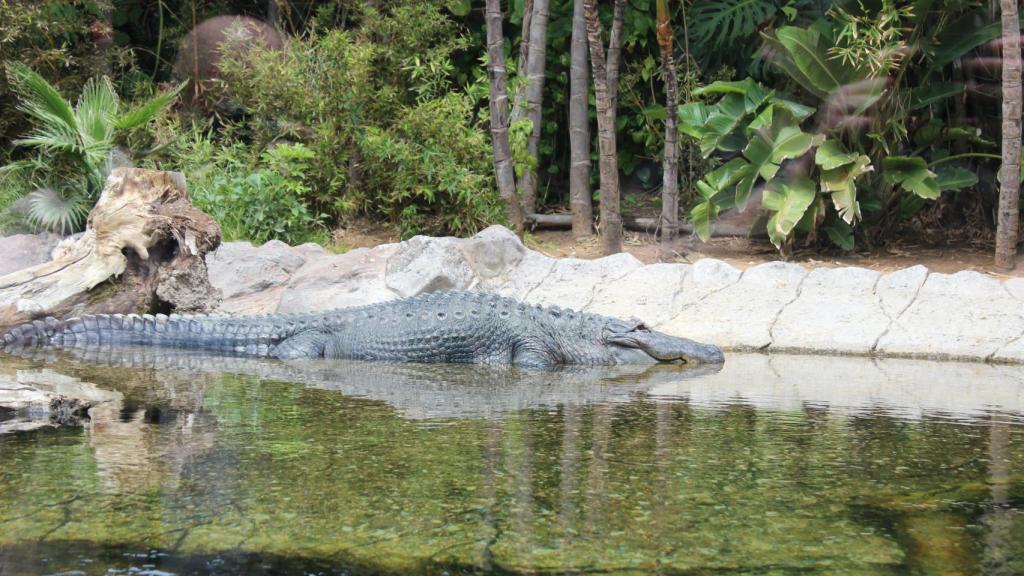 Cocodrilo en Loro Parque.