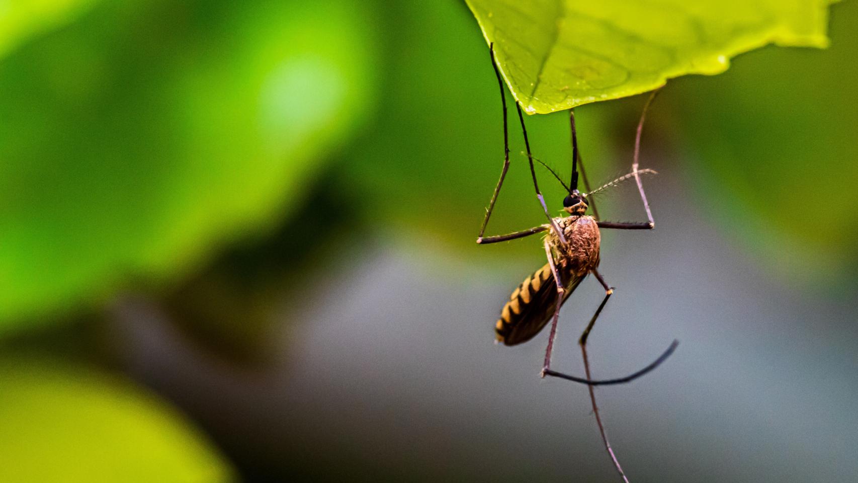 La Diputación de Alicante tiene abierto el plazo de ayudas para combatir las plagas de mosquitos.