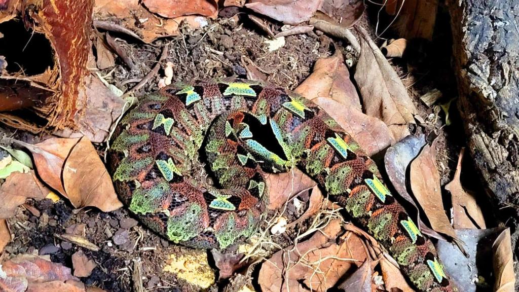 Imagen de una víbora mariposa.