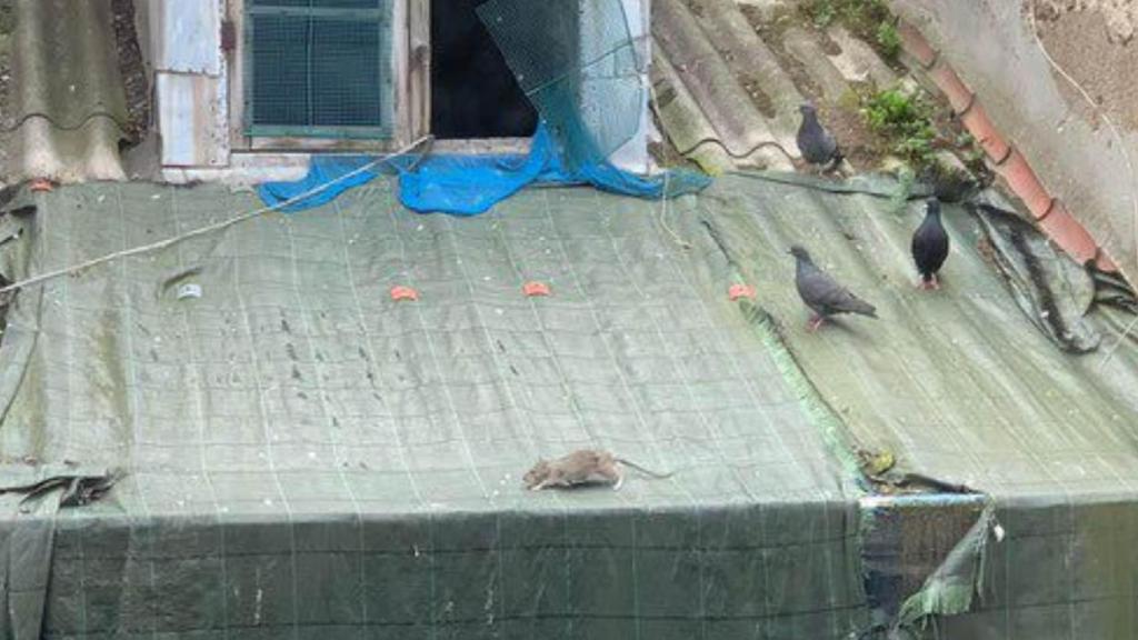 Una rata pasea por el tejado del edificio que alberga los murales de Lugrís