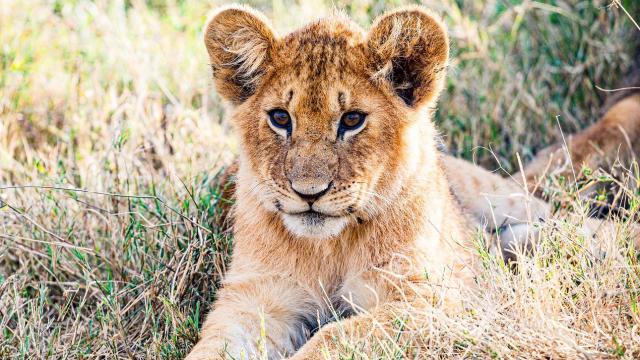 León en la fauna africana.