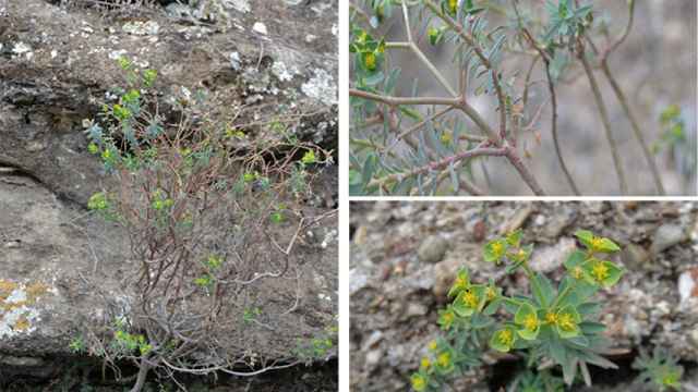 Nueva especie vegetal descubierta en Álora y Pizarra.