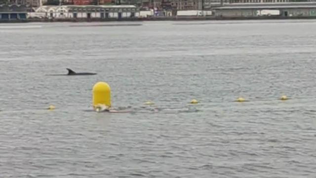 Un delfín visita el puerto de A Coruña