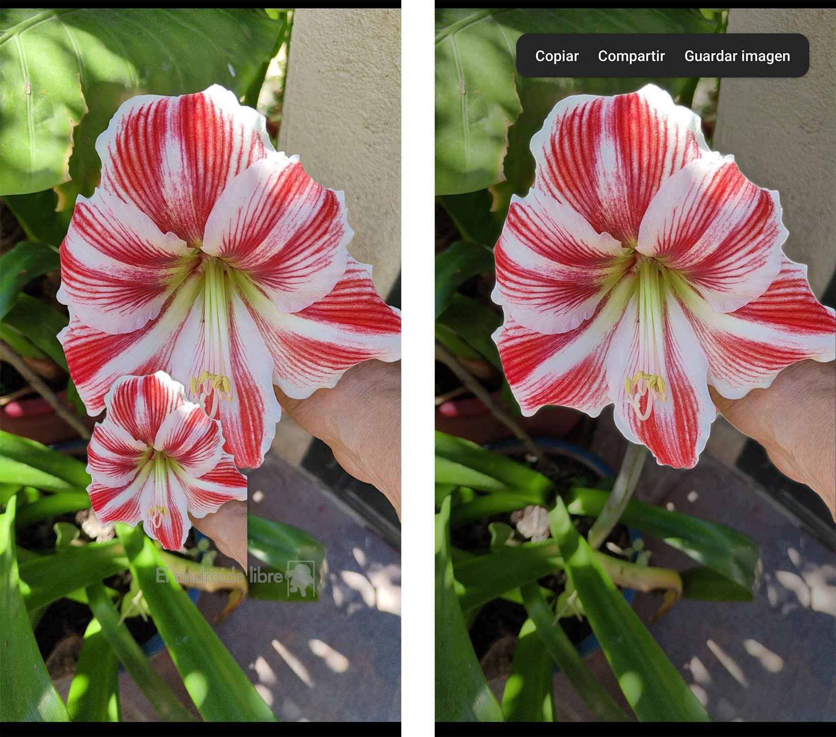 Así se toma la flor para copiarla o compartirla en una app