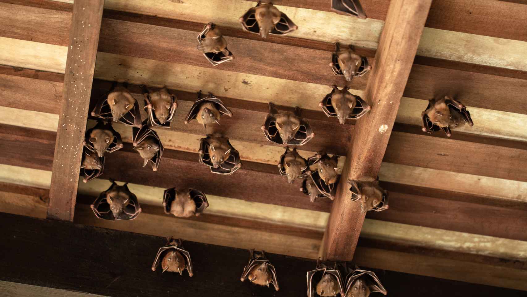 Imagen de archivo de un grupo de murciélagos posados bajo el techo de una casa.
