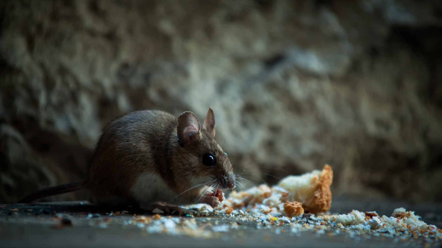 Imagen de archivo de un ratón alimentándose en el sótano de una casa.
