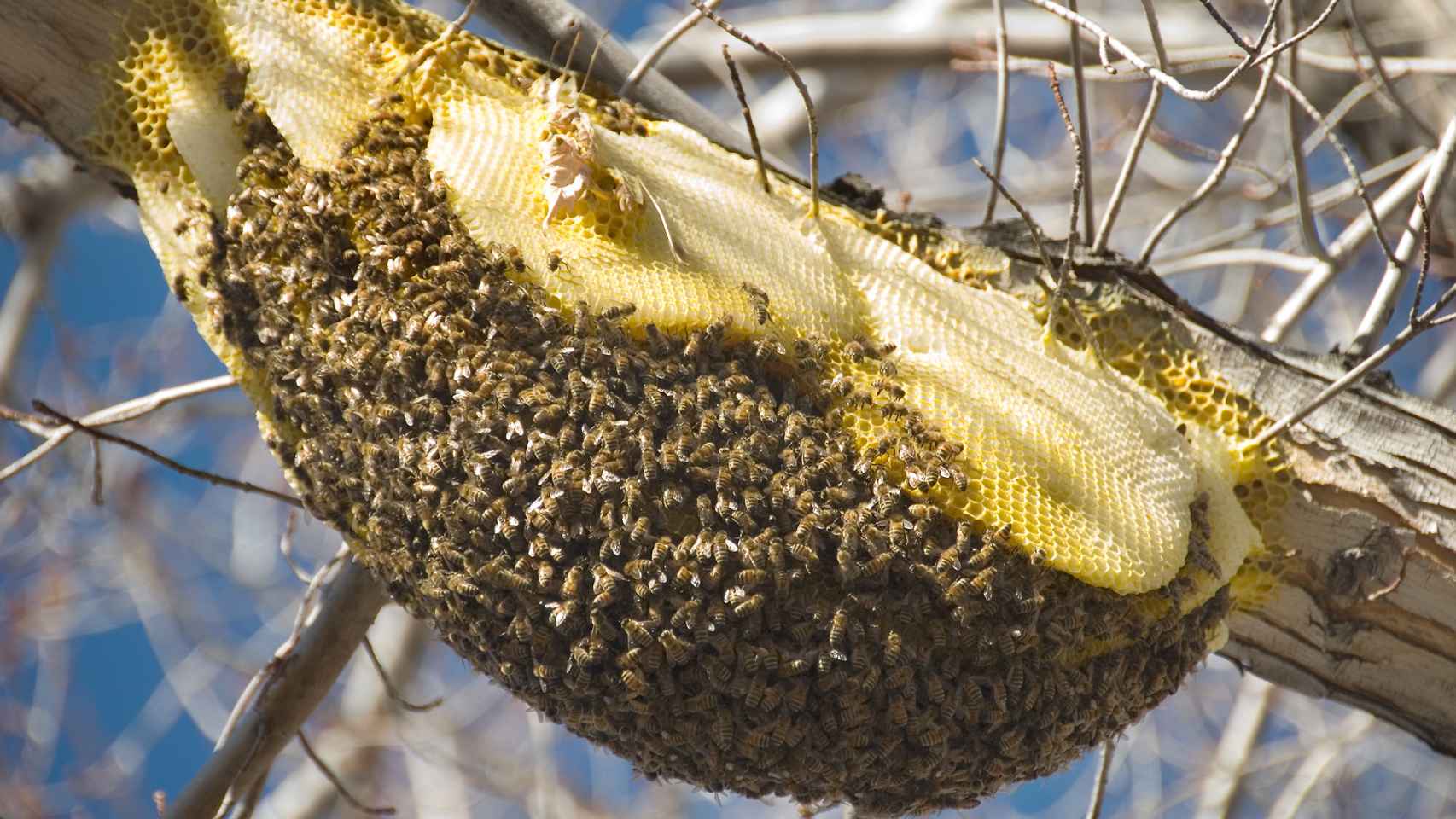 Imagen de archivo de un enjambre de abejas en la rama de un árbol.
