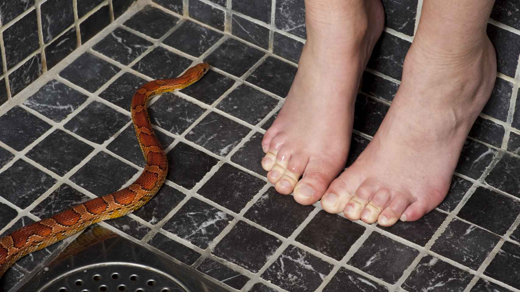 Imagen de archivo de una serpiente en la ducha.