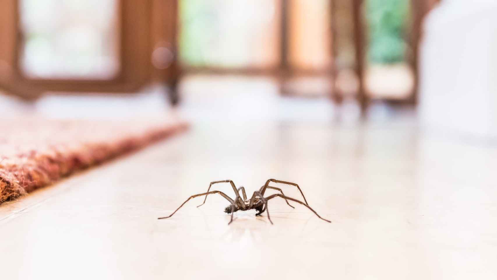 Imagen de archivo de una araña en el suelo de una casa.