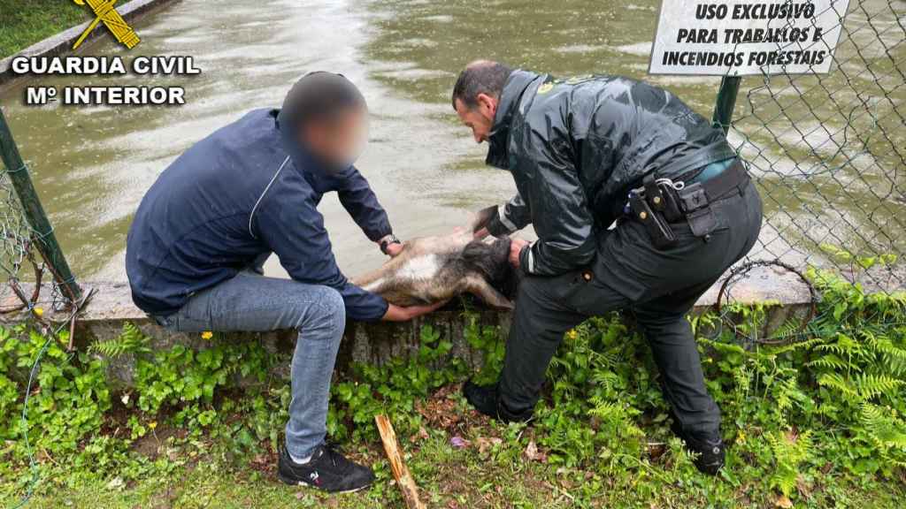 Rescate del caballo en Moaña.