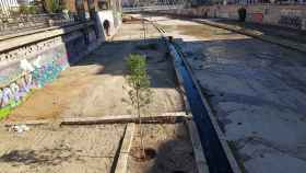 Comienza la plantación de árboles en el cauce del río Guadalmedina de Málaga.