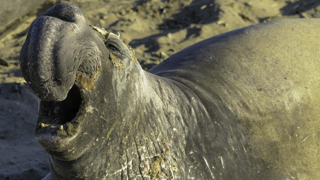 El elefante marino, uno de los mamíferos con los que compartimos el 10% del ADN. Marcos Amend / Zoonomia.