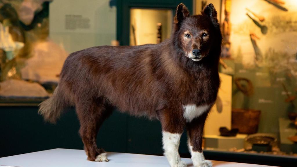 Balto, disecado en el Museo de Historia Natural de Cleveland.