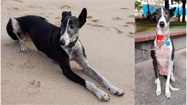 Lama, la galga perdida en Oleiros