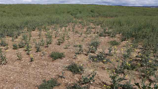 Campos de cultivo afectados por la sequía
