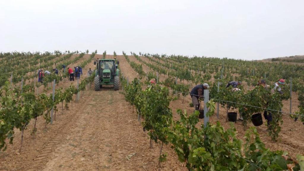 Viñedos de la Bodega Laderas Valverde