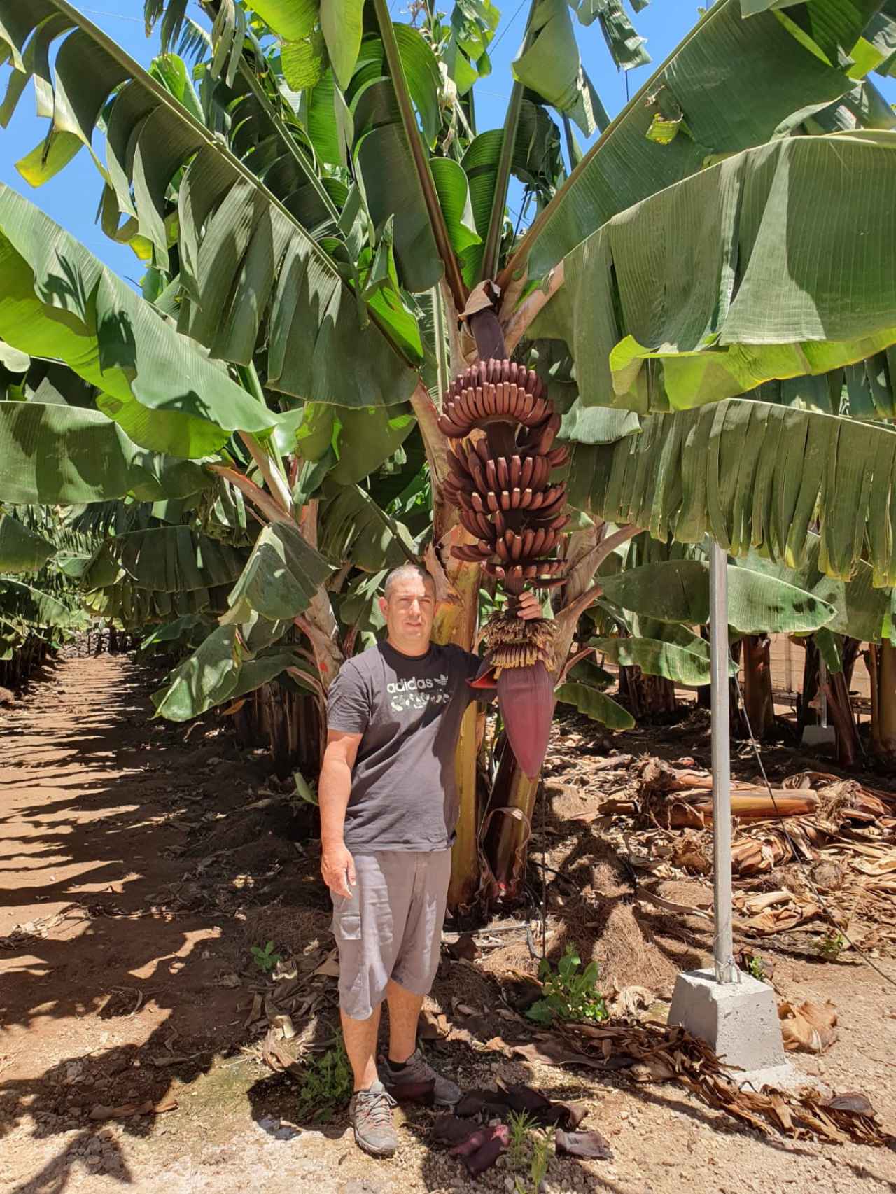 Eduardo Clemada, uno de los agricultores que produce plátano rojo en las islas Canarias.