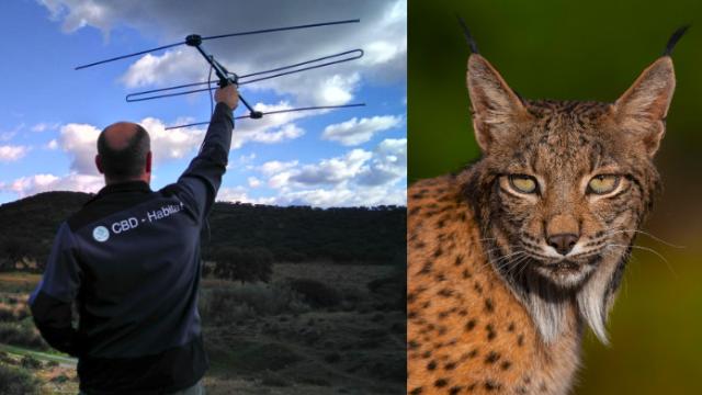 Samuel Plá y Nuria El Khadir, la 'guardia del lince ibérico' que lidera la reconquista del felino en territorio de condes