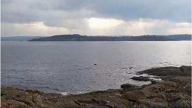 Los delfines avistados en la ría de Coruña