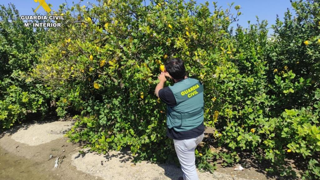 Dos detenidos en Beniel por estafar 14.000 euros a varios agricultores en la compraventa de limones
